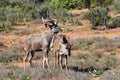Closeup of two Kudus in Addo Elephant Park in Colchester, South Africa