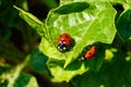 Closeup of two lady bugs on a leaf Royalty Free Stock Photo
