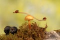 Closeup two ladybugs swinging on the branch on the mushroom Royalty Free Stock Photo