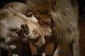 Closeup of two lions cuddling with their heads, in love