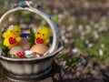 Closeup of Two little, cute chick in an Easter basket with eggs. Royalty Free Stock Photo