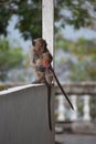 Closeup of two little monkey friends sitting together on a wall in Hua Hin, Thailand