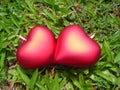 Closeup of two loving hearts