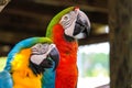 Closeup of the two macaws. Harlequin macaw, blue-and-yellow macaw. Royalty Free Stock Photo