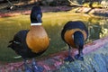 Closeup of two male Australian shelducks (Tadorna tadornoides) near a pond Royalty Free Stock Photo