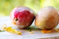 closeup of two mangoes fruit on table Royalty Free Stock Photo