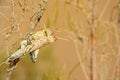 Two mating Acrididae grasshoppers on desert tree in pale background