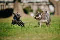 Closeup of two miniature schnauzers running and playing in a park on a sunny day Royalty Free Stock Photo