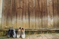 Closeup of two old weathered shoes leaning against a wooden fence