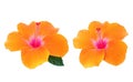 Closeup of two orange hibiscus flower blossom blooming isolated on white background, stock photo, spring summer flower, double Royalty Free Stock Photo