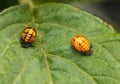 Pupal stage of ladybird
