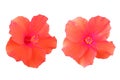 Closeup of two orange red colour hibiscus flower blossom blooming isolated on white background, stock photo, spring summer flower Royalty Free Stock Photo