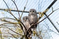 Closeup of two owls perched on a tree branch in a cage