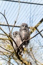 Closeup of two owls perched on a tree branch in a cage