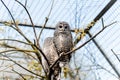 Closeup of two owls perched on a tree branch in a cage