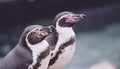 Closeup of two penguins next to blue icy water Royalty Free Stock Photo