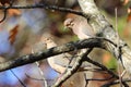 Closeup of two pigeons birds perched on a tree branch Royalty Free Stock Photo