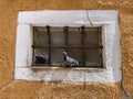 Closeup of two pigeons perched on an open window sill of a building on a sunny day Royalty Free Stock Photo