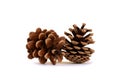 Closeup of two pine cones Royalty Free Stock Photo