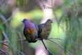 Closeup of two Pink-necked green pigeons perched on a green branch of a tree Royalty Free Stock Photo