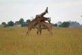 Closeup of two playful giraffes, the fauna of Serengeti National Park, Tanzania Royalty Free Stock Photo