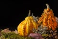 Closeup of two pumpkins with autumn leaves, selective focus, black background, horizontal