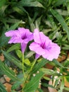 Two purple waterkanon flowers closeup