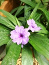 Two purple waterkanon flowers