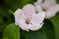 Closeup of two quince flowers