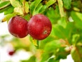 Closeup of two red apples growing on green apple tree with bokeh copy space background on sustainable orchard farm in Royalty Free Stock Photo