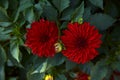 Closeup of two red dahlias in a bush