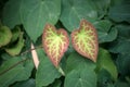 two red epimedium leaves on green backgound Royalty Free Stock Photo