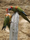 Red-fronted macaws perched on tree trunk Royalty Free Stock Photo