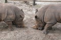 Closeup of the two rhinoceros fighting on the ground Royalty Free Stock Photo