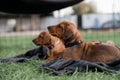 Closeup of two Rhodesian Ridgeback puppies laying on the green grass Royalty Free Stock Photo