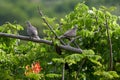 Closeup of two Ringed doves perched on a tree branch Royalty Free Stock Photo