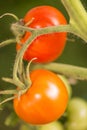 Closeup on two ripe organic tomatoes on the vine. Royalty Free Stock Photo