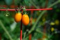 Closeup of two ripe red pearl heirloom tomatoes growing in a kitchen garden Royalty Free Stock Photo