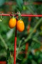 Closeup of two ripe red pearl heirloom tomatoes growing in a kitchen garden Royalty Free Stock Photo