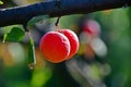 Closeup of two ripe red plums Royalty Free Stock Photo