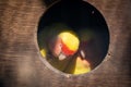 Closeup of two Rosy-Faced lovebirds sleeping in their nest Royalty Free Stock Photo