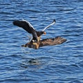 Closeup of two Sea Eagles fighting close to the water's surface Royalty Free Stock Photo