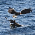 Closeup of two Sea Eagles fighting close to the water's surface Royalty Free Stock Photo