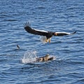 Closeup of two Sea Eagles fighting close to the water's surface Royalty Free Stock Photo