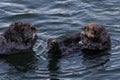 Closeup of two sea otters floating in ocean. Looking at each other. Royalty Free Stock Photo