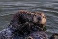 Closeup of two sea otters floating in ocean. One kissing, one looking at camera Royalty Free Stock Photo