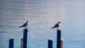 Closeup of two seagulls perched n a wooden fence against the sea Royalty Free Stock Photo