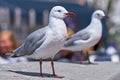 Closeup of two seagulls searching for nesting grounds in a remote coastal city abroad and overseas. Birdwatching curious