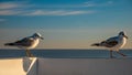 Closeup of two seagulls standing on a wooden fence in Sopot Royalty Free Stock Photo