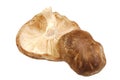 Closeup of two shitake mushrooms isolated on white